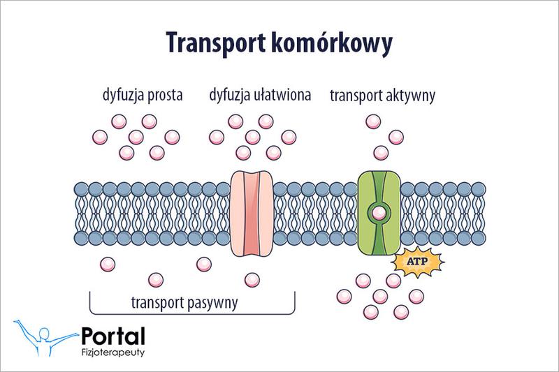 Równowaga wodno-elektrolitowa