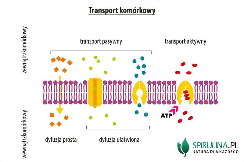Wysiłek fizyczny a nawodnienie
