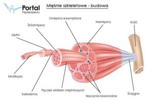 Czy kobiety powinny dążyć do budowy mięśni? Oto, co warto wiedzieć