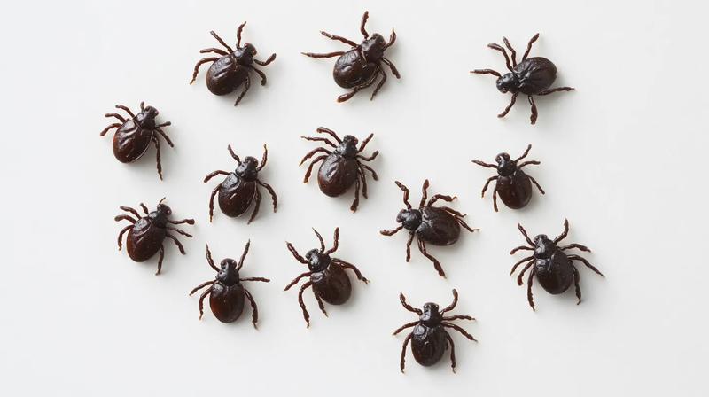 Uwaga na kleszcze – jak skutecznie chronić siebie i bliskich?