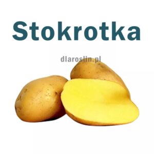 Sześć zaskakujących faktów o ziemniakach, które cię zdziwią!