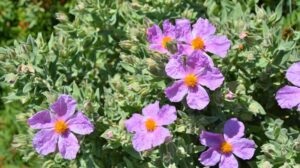 Czystek – naturalny sposób na walkę z grypą