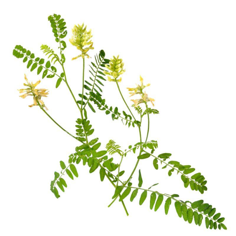 Traganek dawkowanie i suplementacja