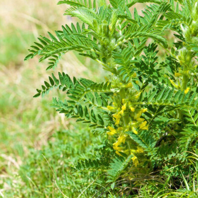 Traganek korzyści zdrowotne