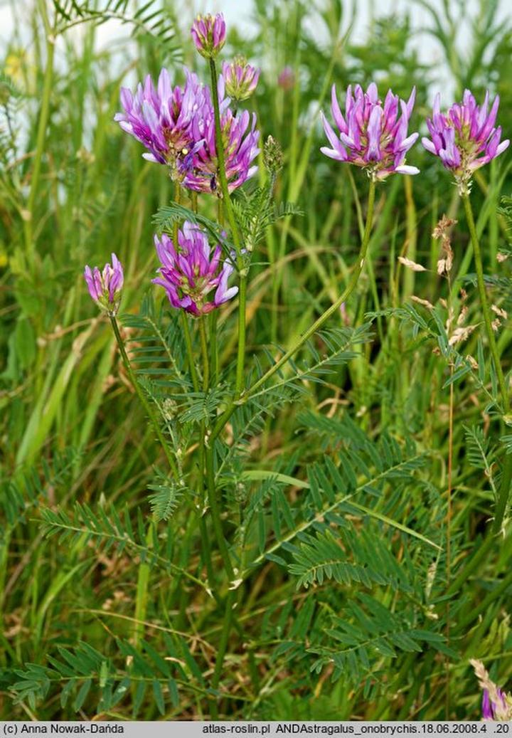 Traganek w codziennej diecie